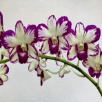 Dendrobium Ang Peng Boon Splash Flowering Size